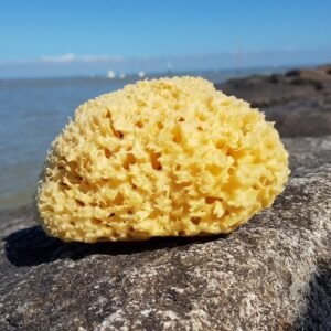 éponge naturelle